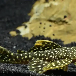 Angebot Flathead Plecostomus (L 067 Pseudancistrus asurini)
